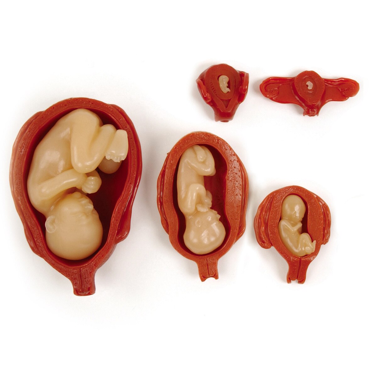Health Education Products & Materials | Health Edco US