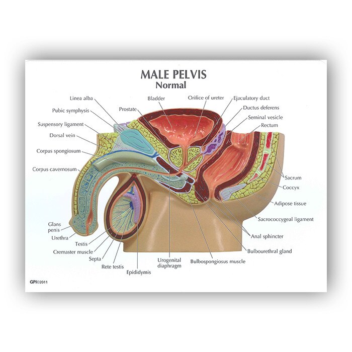 3d diagram of pelvis