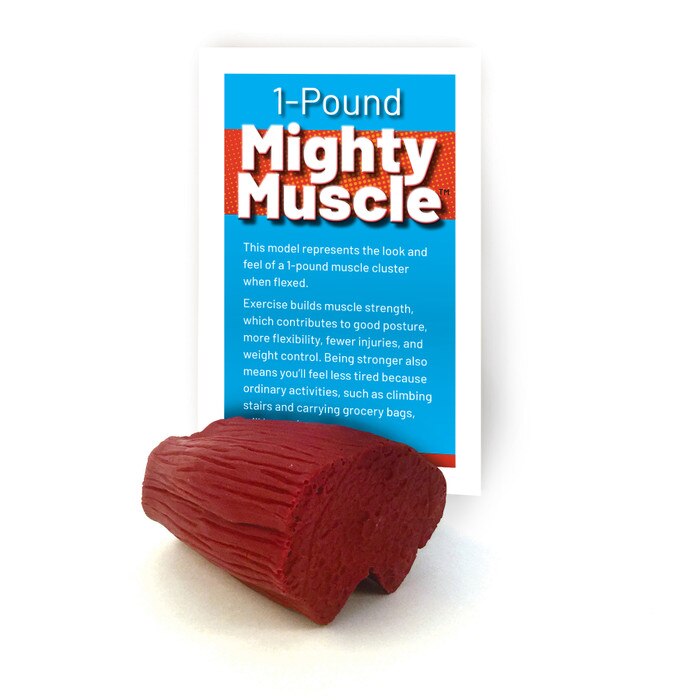 Mighty Muscle Model from Health Edco depicting 1 pound of flexed muscle that comes with informative tent card, 26021