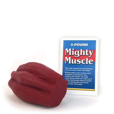mighty muscle model, 5 pounds of flexed muscle tissue look and feel, Health Edco, 26022