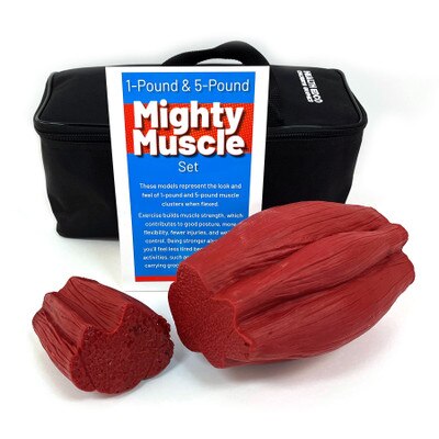 https://www.healthedco.com/assets/images/products/26023-Mighty-Muscle-Set-1-lb-and-5-lb_media-01.jpg?resizeid=12&resizeh=400&resizew=400