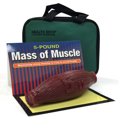 mass of muscle model, 5 pound, look and feel of muscle at rest, Health Edco, 26034