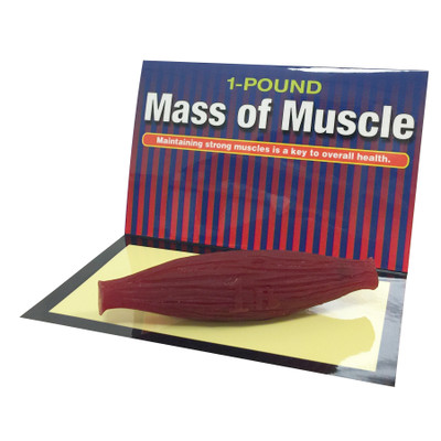 Mass of Muscle 1 pound model for health education, muscle at rest, physical activity education resources, Health Edco, 26037