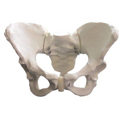 Standard Female Pelvis Model for childbirth education and anatomical teaching and instruction, Chilcbirth Graphics, 26464