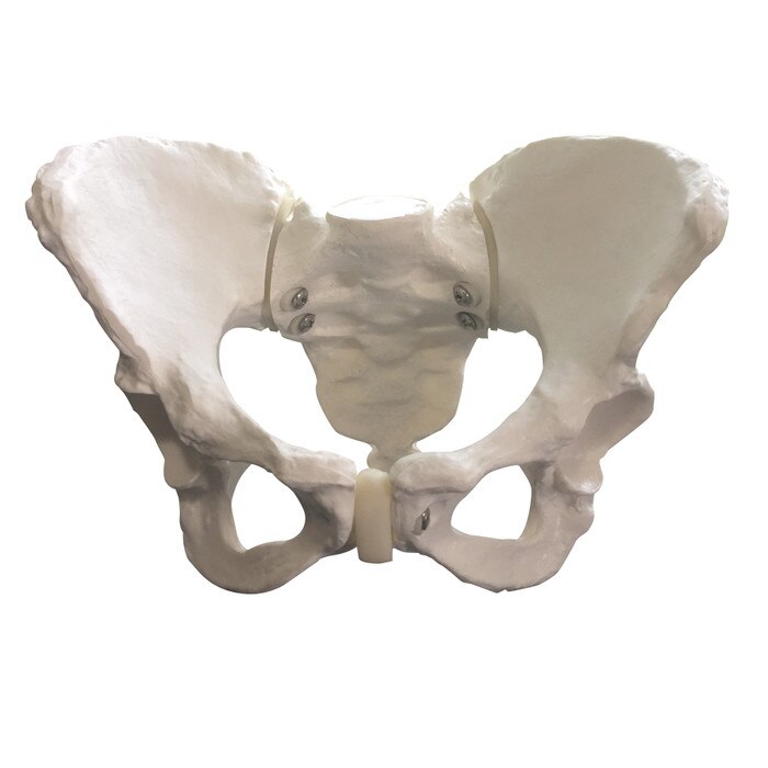 Standard Female Pelvis Model for childbirth education and anatomical teaching and instruction, Chilcbirth Graphics, 26464