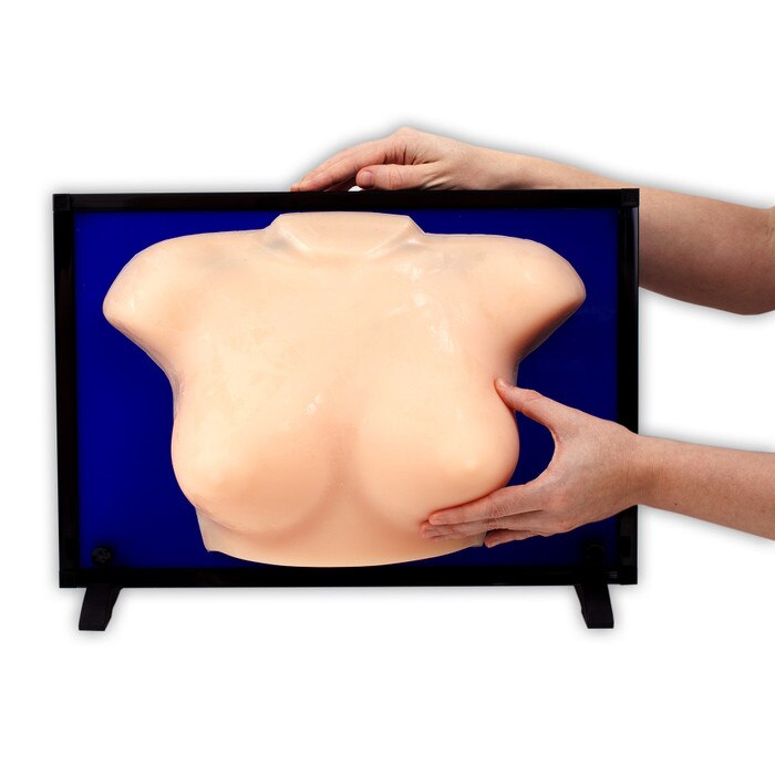 Group BSE Model, Beige, female chest model to teach breast self-exam for women's health education, Health Edco, 26547
