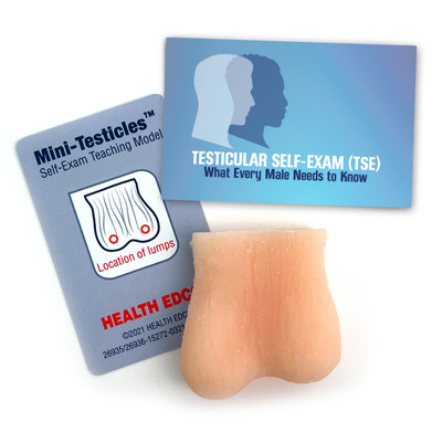 Mini Testicle Model in beige skin tone with lumps, Health Edco men's health model promoting testicular self-exam (TSE), 26935