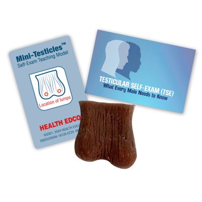 Mini Testicle Model in brown skin tone with lumps, Health Edco men's health model promoting testicular self-exam (TSE), 26936