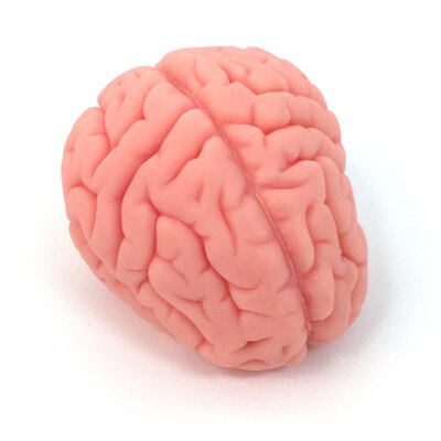 brain model, soft realistic brain model, Health Edco, 27015