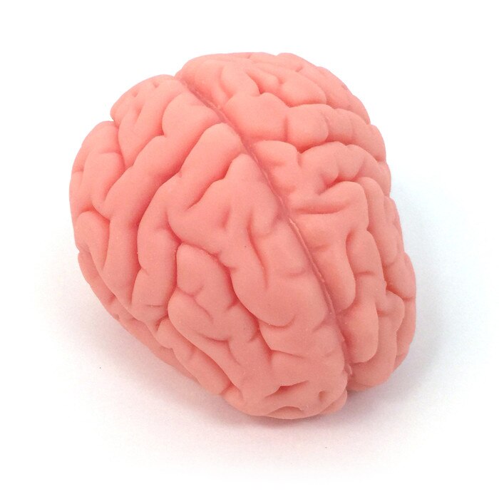 brain model, soft realistic brain model, Health Edco, 27015