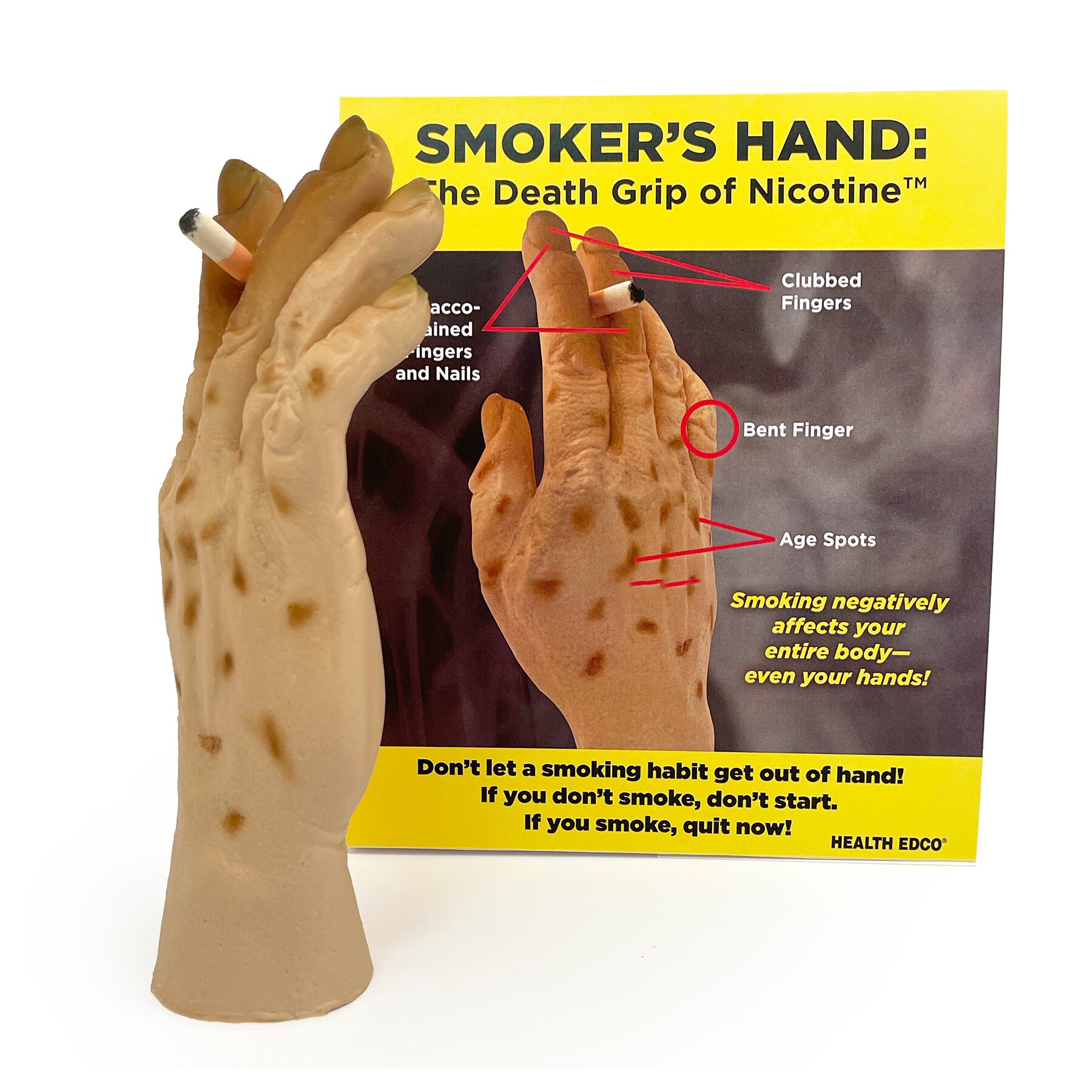 Smoker&rsquo;s Hand Model | Nicotine&rsquo;s Death Grip | Health Edco