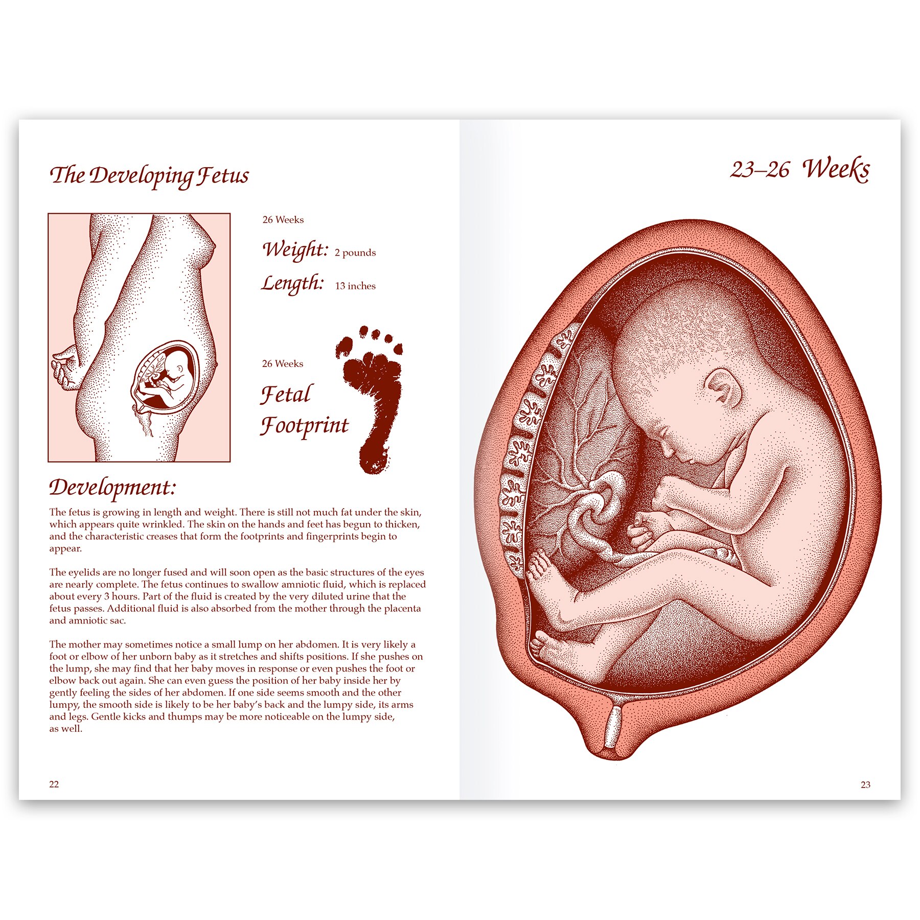 52977 PDFs  Review articles in FETAL DEVELOPMENT