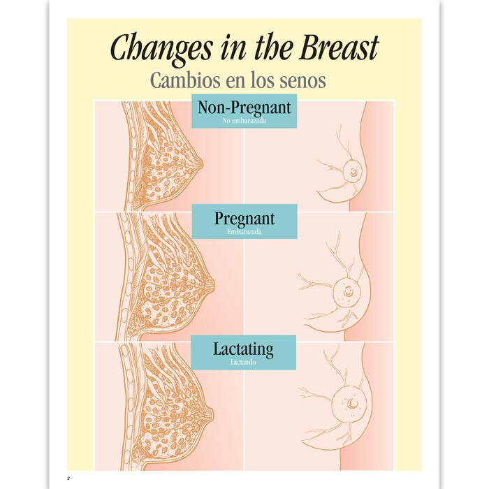 Breastfeeding Basics illustrated English/Spanish spiral-bound chart changes in the breast, Childbirth Graphics, 43308