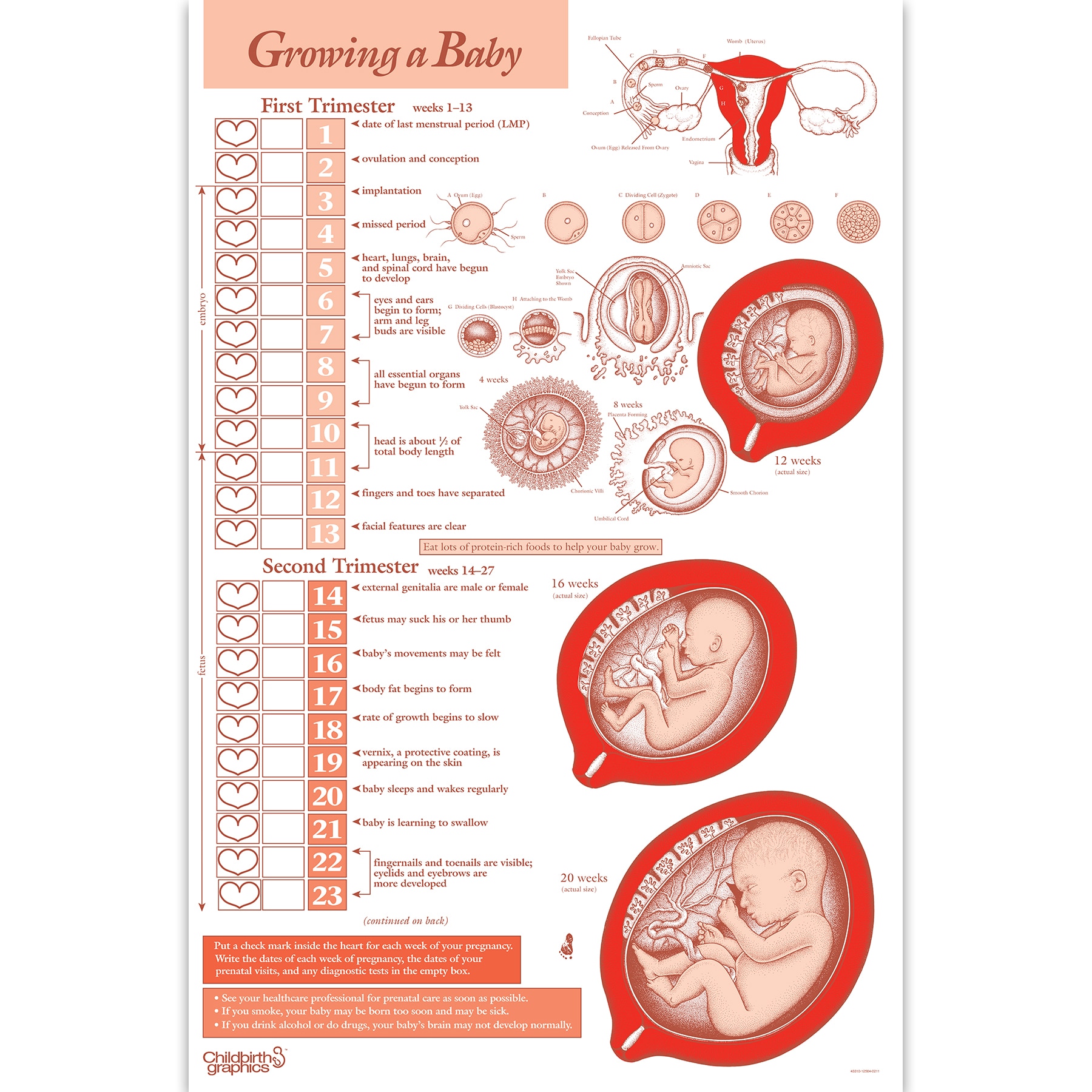 Pregnancy Baby Chart Week By Week