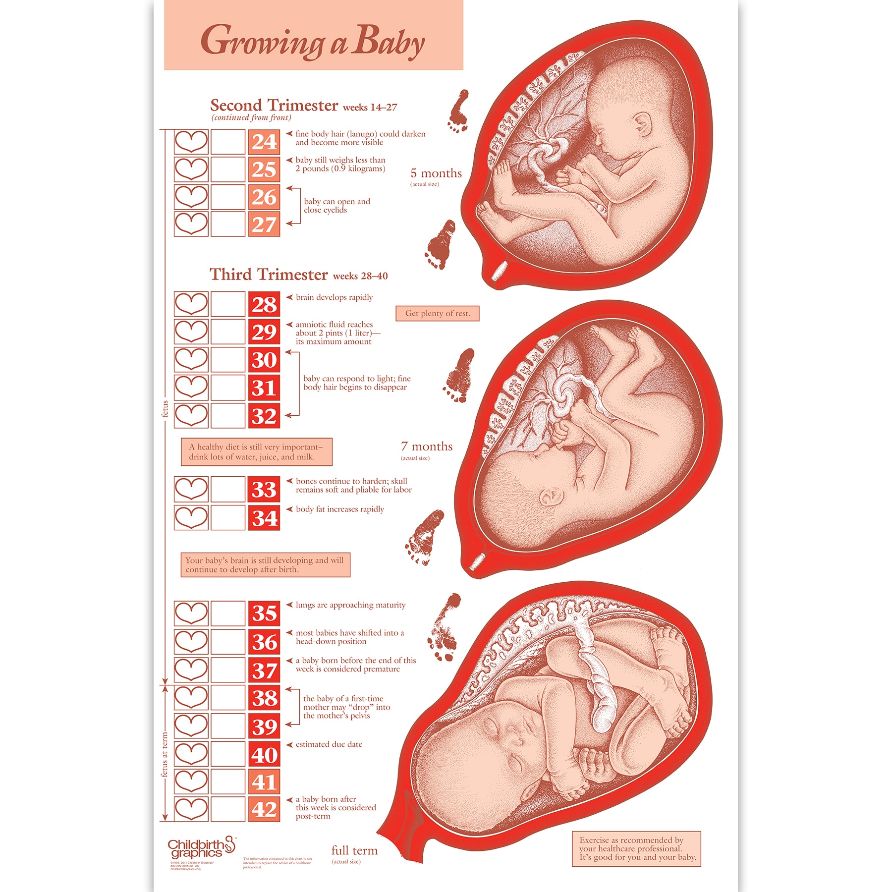 Baby Trimester Chart