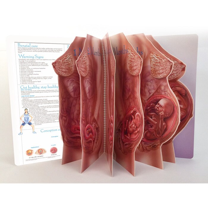 With Child Life-Size Display pages fanned out of pregnant torsos die cut of fetal development, Childbirth Graphics, 43319