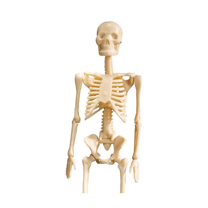 The Human Body: Systems At Work DVD Series (7) | Health Edco