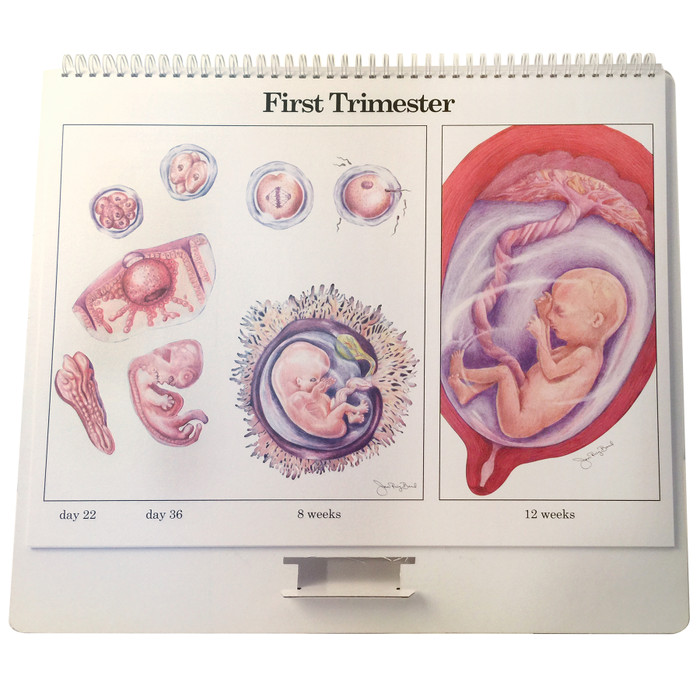 Childbearing illustrated large spiral bound flip chart first trimester day 22 through 12 weeks, Childbirth Graphics, 50701