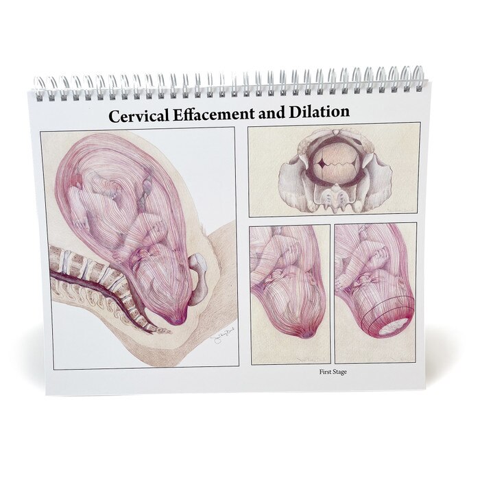 Childbearing: The Classic Series Desk Version Flip Chart, teaching chart of cervical dilation, Childbirth Graphics, 50702