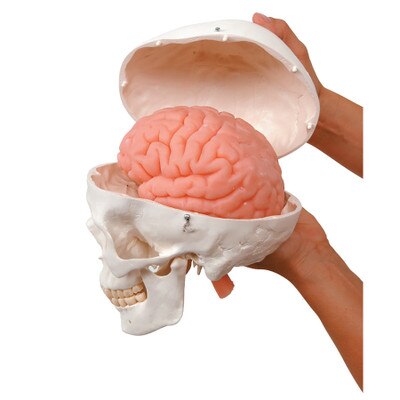 Human Skull Model With Brain, Health Edco