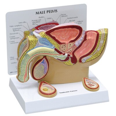 3D male pelvis model with testicles cutaway with stand up card with organs identified, Health Edco, 52449