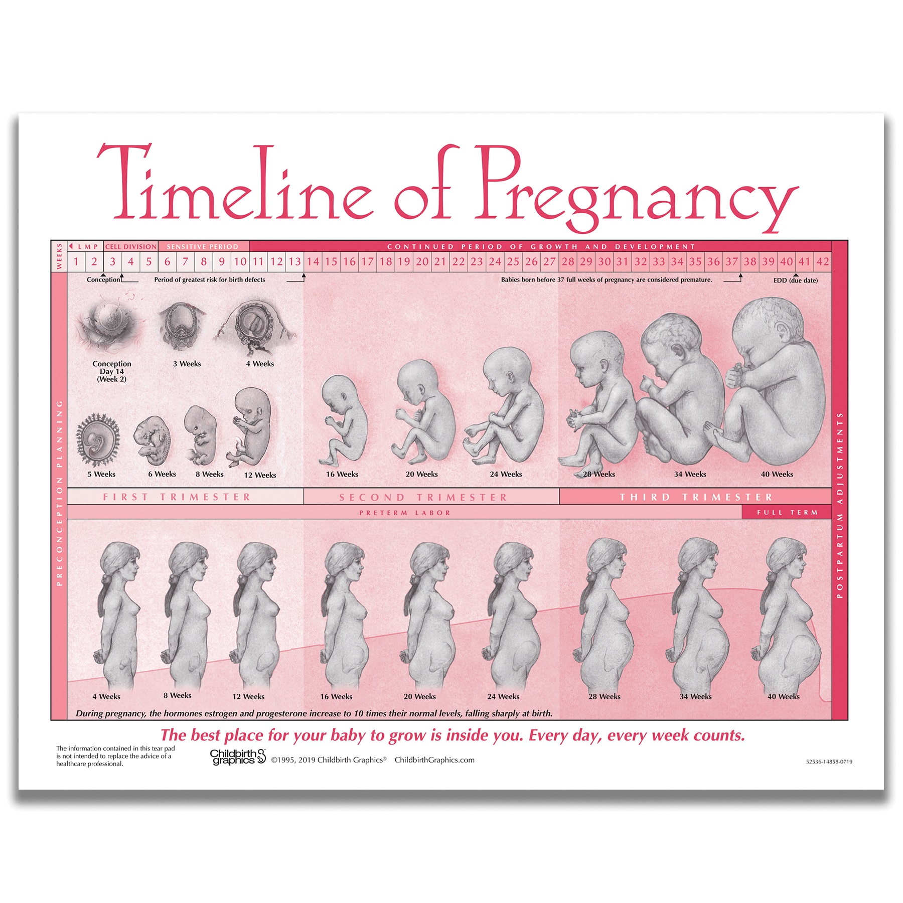 Prenatal Baby Growth Chart