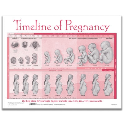 Timeline of Pregnancy tear pad from Childbirth Graphics depicting fetal development over 40 weeks of pregnancy, 52536