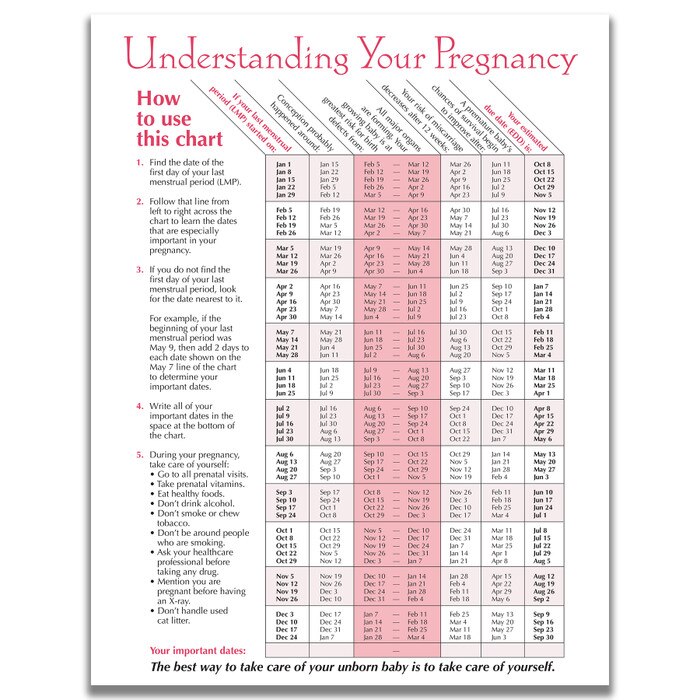 Timeline of Pregnancy educational tear pad from Childbirth Graphics, back side with estimated due date chart, 52536