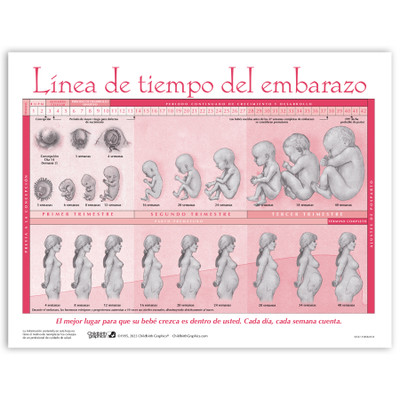 Timeline of Pregnancy childbirth education tear pad in Spanish from Childbirth Graphics showing fetal development, 52537