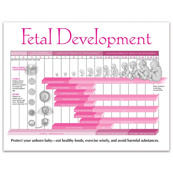 Fetal Development In Pregnancy Tear Pad | Childbirth Graphics