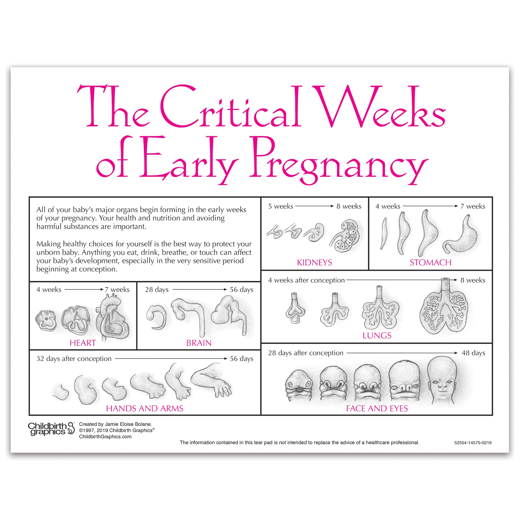 Fetal Development By Week Chart