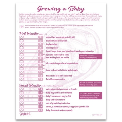 fetal development in pregnancy