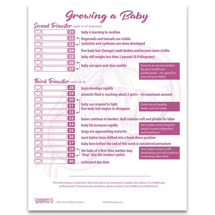 Growing a Baby pregnancy education tear pad from Childbirth Graphics that tracks weekly fetal development in pregnancy, 52597