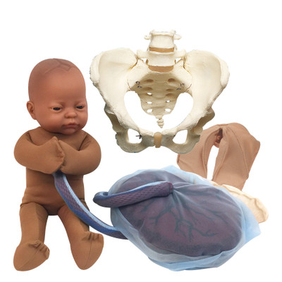 Vinyl Pelvic Model Set With Brown Fetal Model, childbirth education teaching set with models, Childbirth Graphics, 53001
