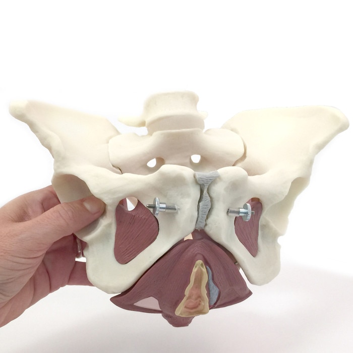 Composite Pelvis & Pelvic Floor Model, hand holding pelvis colored rubberized inserts front view, Childbirth Graphics 53504