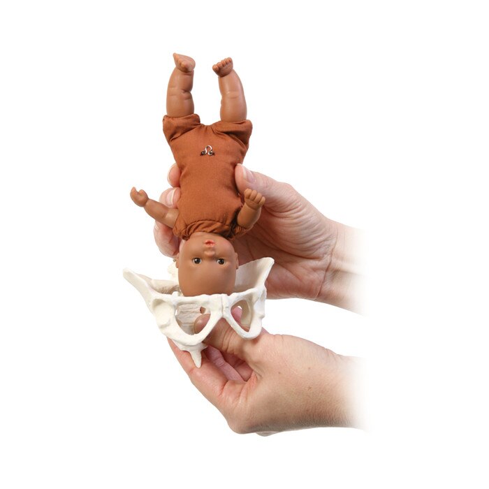 Mini-Model Set for childbirth education by Childbirth Graphics, fetal model being fitted through mini pelvis model, 53953