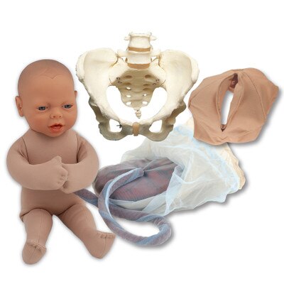 Vinyl Pelvic Model Set With Beige Fetal Model, childbirth education demonstration model set, Childbirth Graphics, 53954