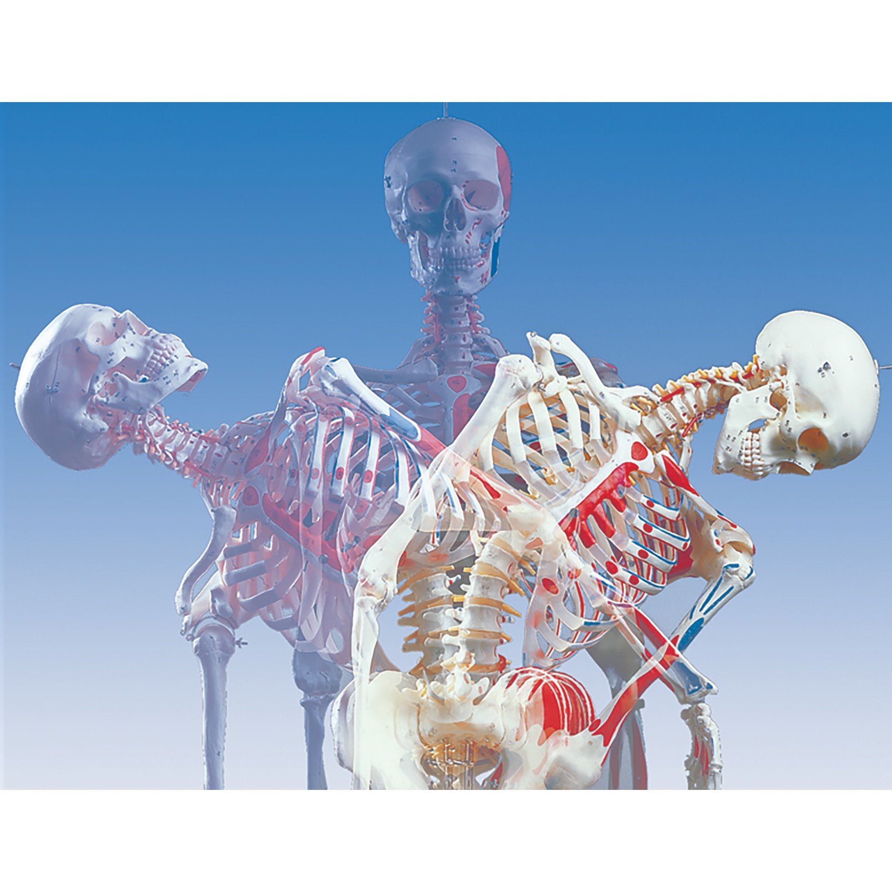 Skeleton Diagram Medical Full Body Anatomical Human Skeleton Model On