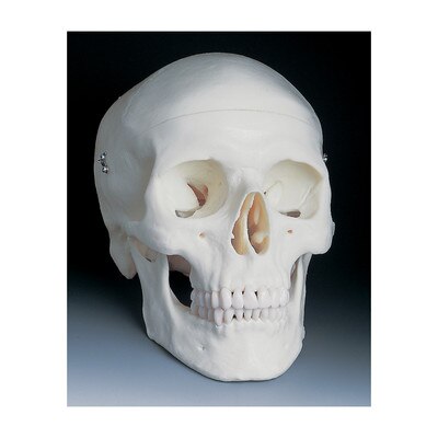 Basic Human Skull Model, can be separated into 3 parts basic anatomy, Health Edco, 54077