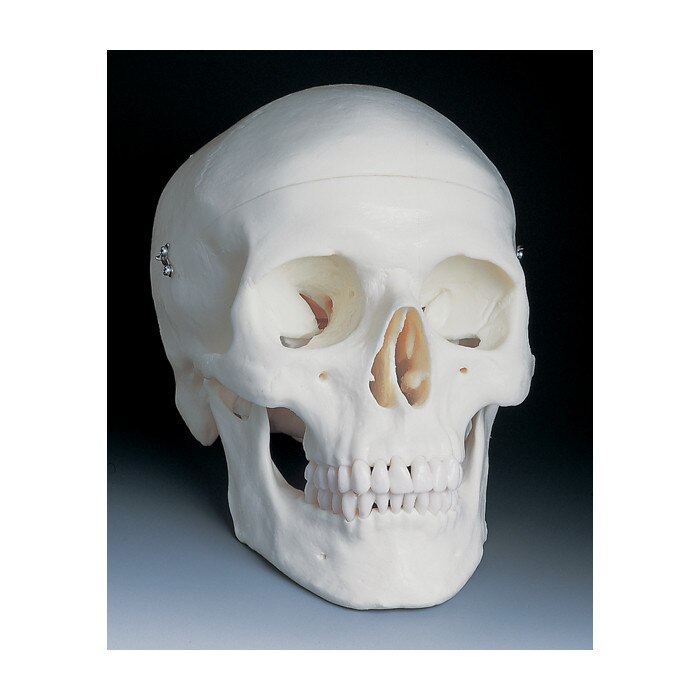 Basic Human Skull Model | Health Edco | Anatomy Models