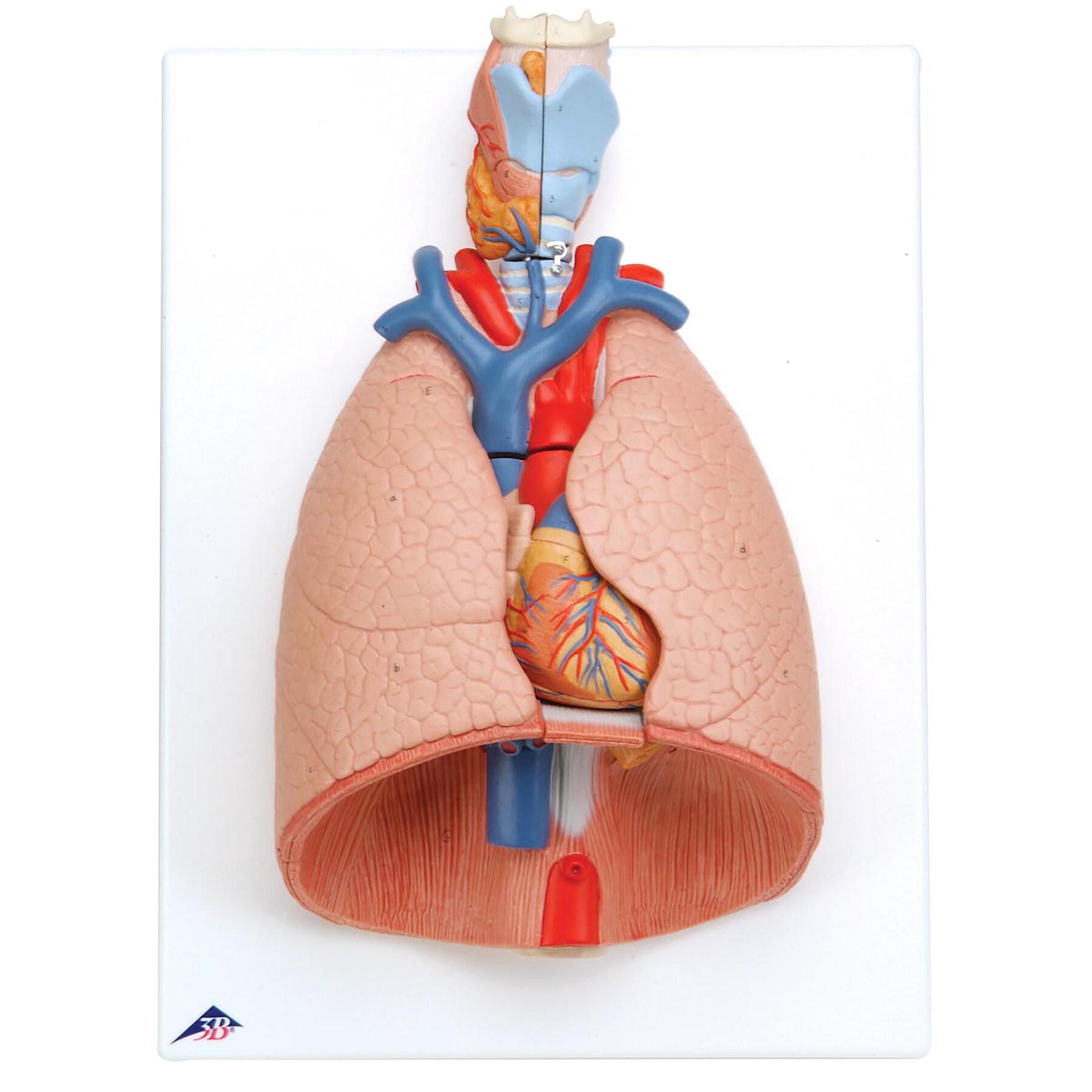 life size lung model health edco health education models lung size