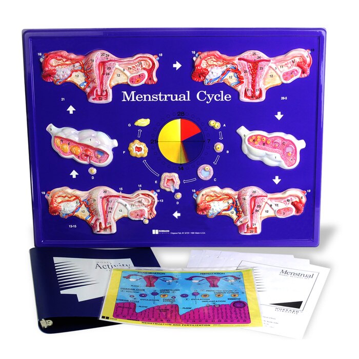 Menstrual Cycle Model Educational Activity Set Health Edco