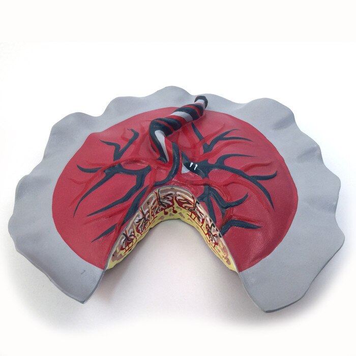 Placenta Circulation Model for childbirth education from Childbirth Graphics showing placenta and umbilical cord, 54256