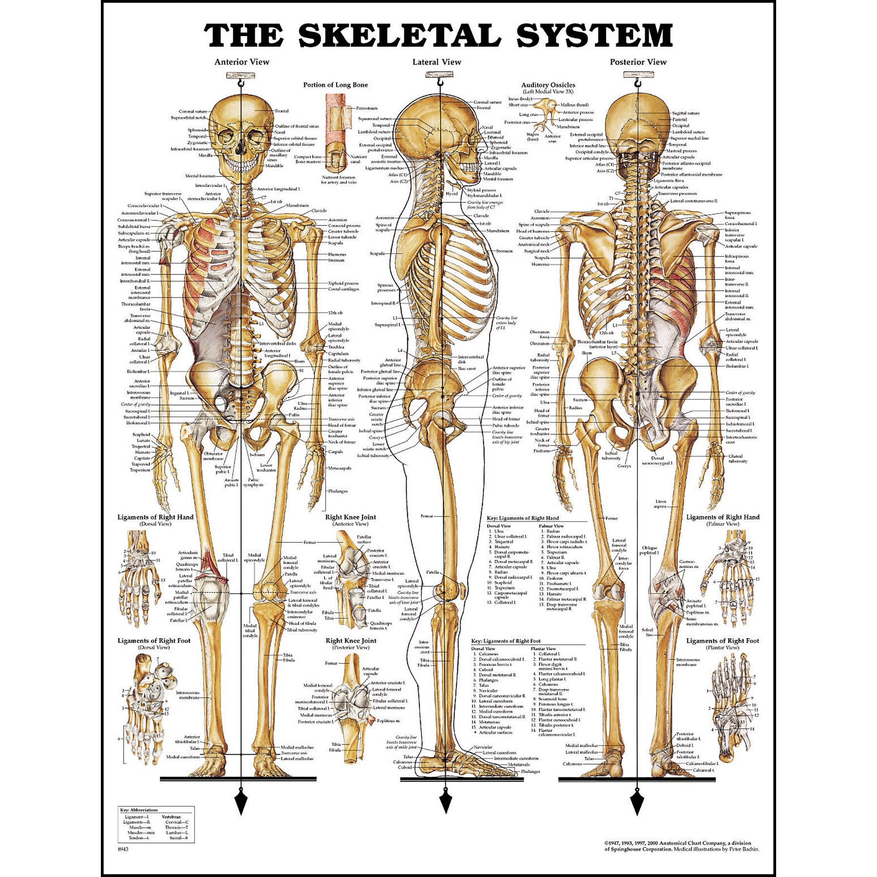 Classic Anthology Of Anatomical Charts