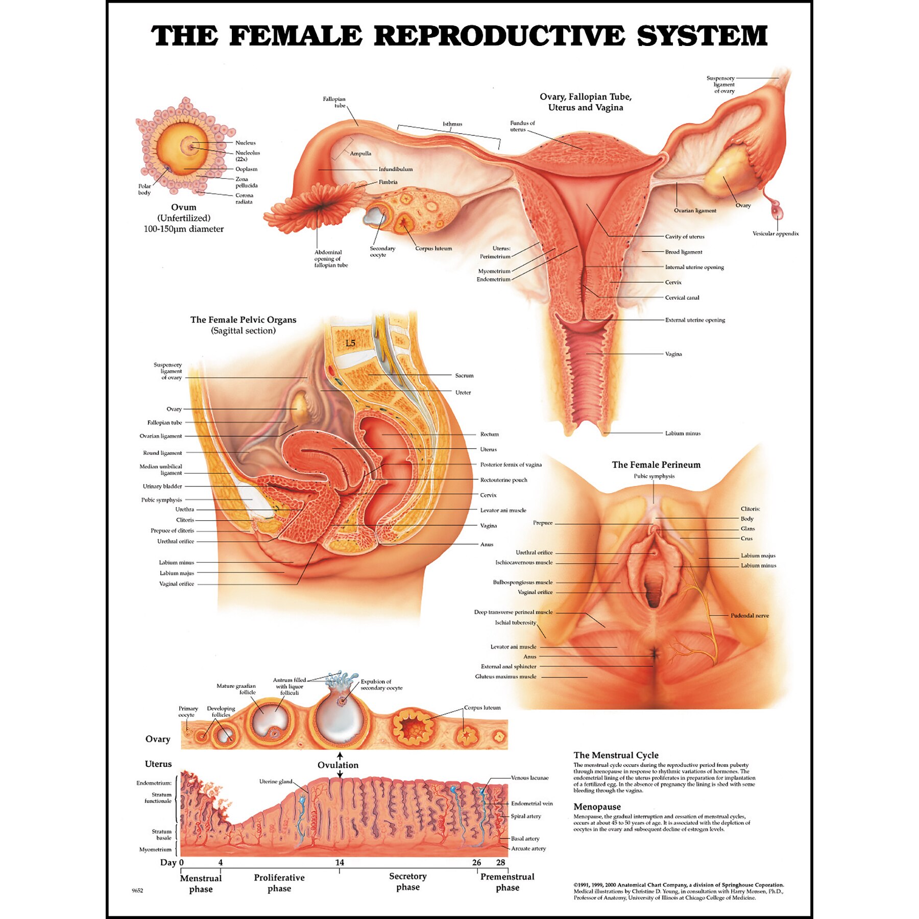 Sexually Transmitted Infections Anatomical Chart