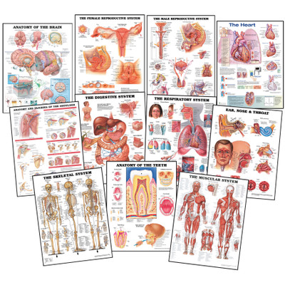 Anatomy Chart Set, anatomical charts for health education and medical and anatomical instruction, Health Edco, 70560