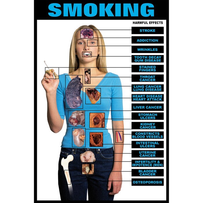 The Impact Of Smoking On The Body Digital Media The Impact Of Smoking On The Body Digital Media