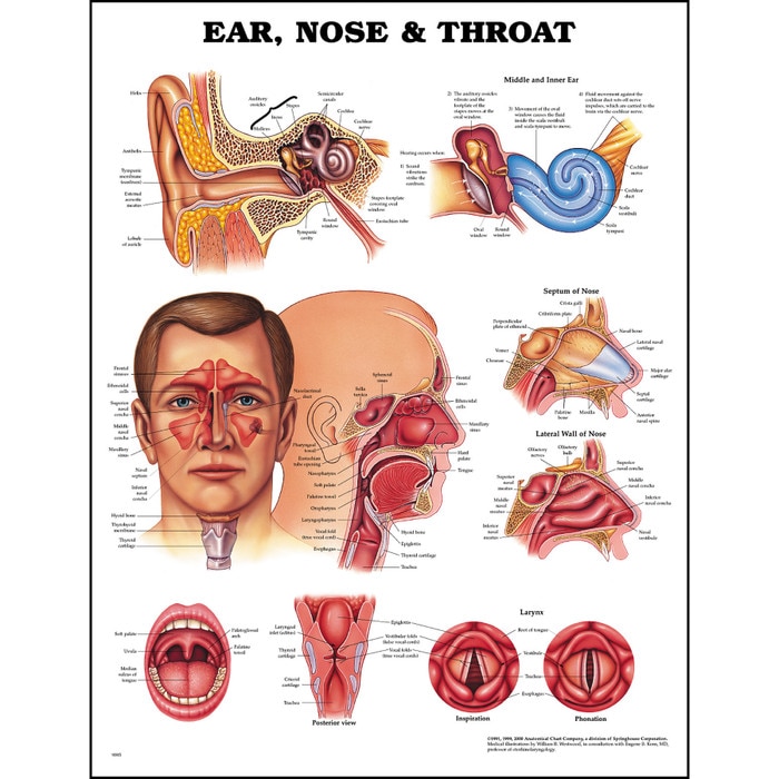 Educational Ear Nose Throat Anatomy Chart Health Edco