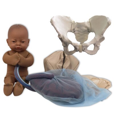 Childbirth Model Set with brown skin tone fetal model, pelvis, perineal cloth and placenta models, Childbirth Graphics, 78014