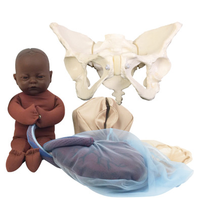 Deluxe Flexible Pelvis Model Set for Childbirth Education with dark brown skin tone Fetal Model, Childbirth Graphics, 78017